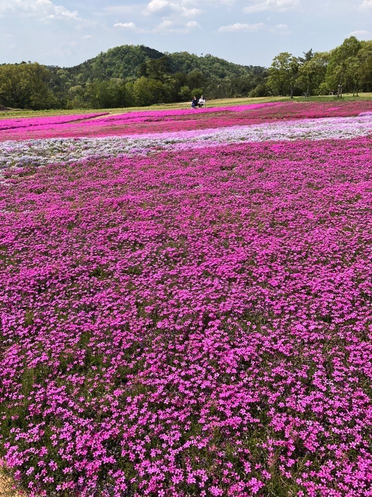 白たぬきさんが投稿した花夢の里に関する口コミの画像