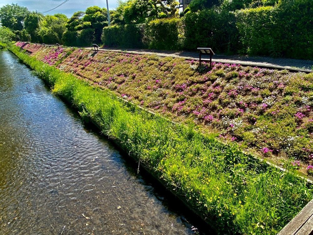 ビンカさんが投稿した渋田川河畔芝桜に関する口コミの画像