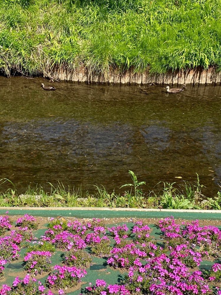 ビンカさんが投稿した渋田川河畔芝桜に関する口コミの画像