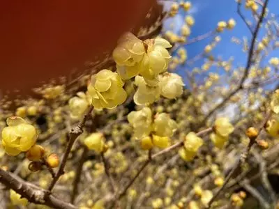 洞慶院の梅園