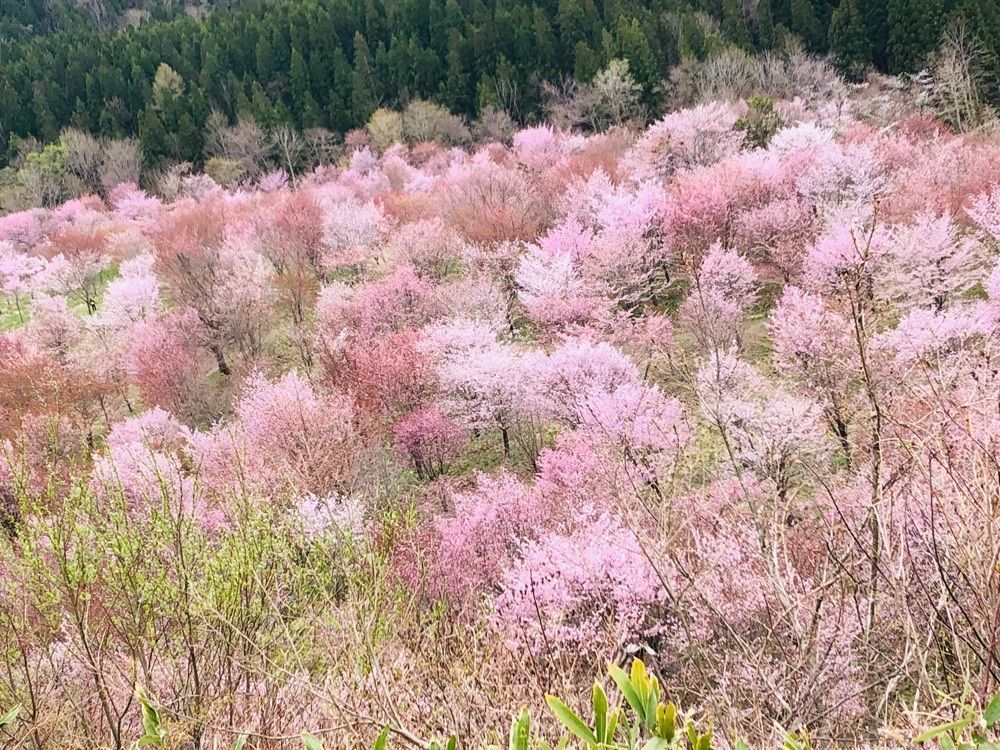 retro_climing_e53aさんが投稿した桜峠温泉に関する口コミの画像