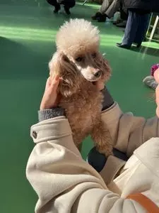 つくばわんわんランド