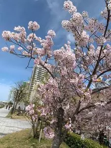 やすらぎ堤