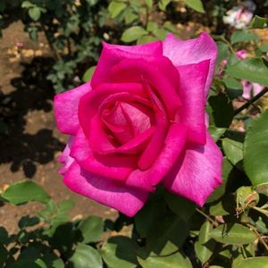 伊奈町制施行記念公園