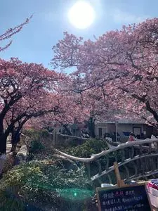あたみ桜