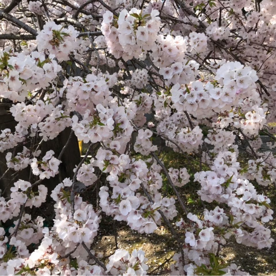 Mochiyukiさんが投稿した八百萬神之御殿の桜に関する口コミの画像
