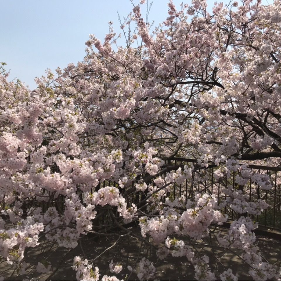 Mochiyukiさんが投稿した八百萬神之御殿の桜に関する口コミの画像