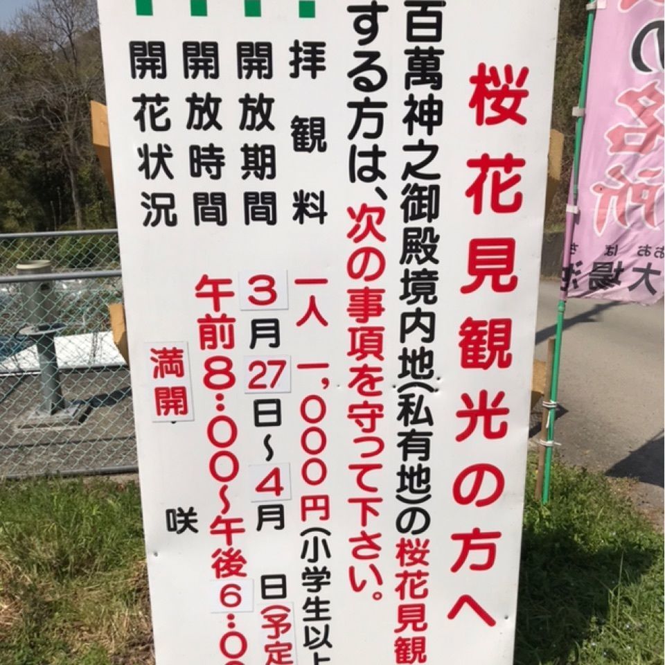 Mochiyukiさんが投稿した八百萬神之御殿の桜に関する口コミの画像
