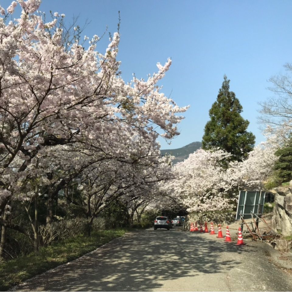 Mochiyukiさんが投稿した八百萬神之御殿の桜に関する口コミの画像