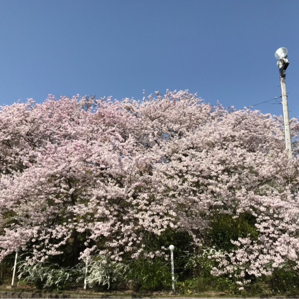 Mochiyukiさんが投稿した八百萬神之御殿の桜に関する口コミの画像