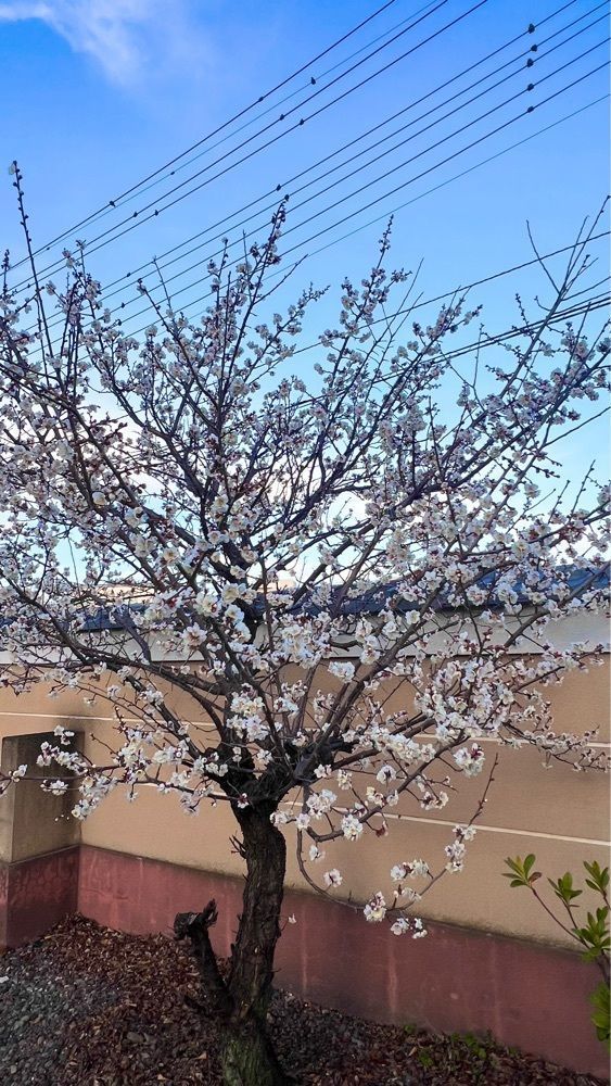 miiさんが投稿した清善寺に関する口コミの画像