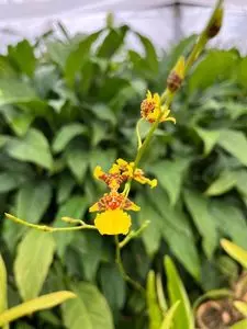 和歌山県植物公園緑花センター