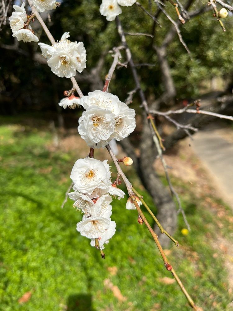 ディッパーさんが投稿した和歌山県植物公園緑花センターに関する口コミの画像