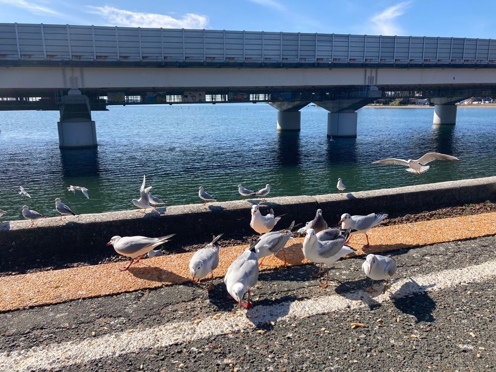 Howl Monさんが投稿した浜名湖佐久米駅に関する口コミの画像