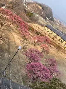 神崎梅園