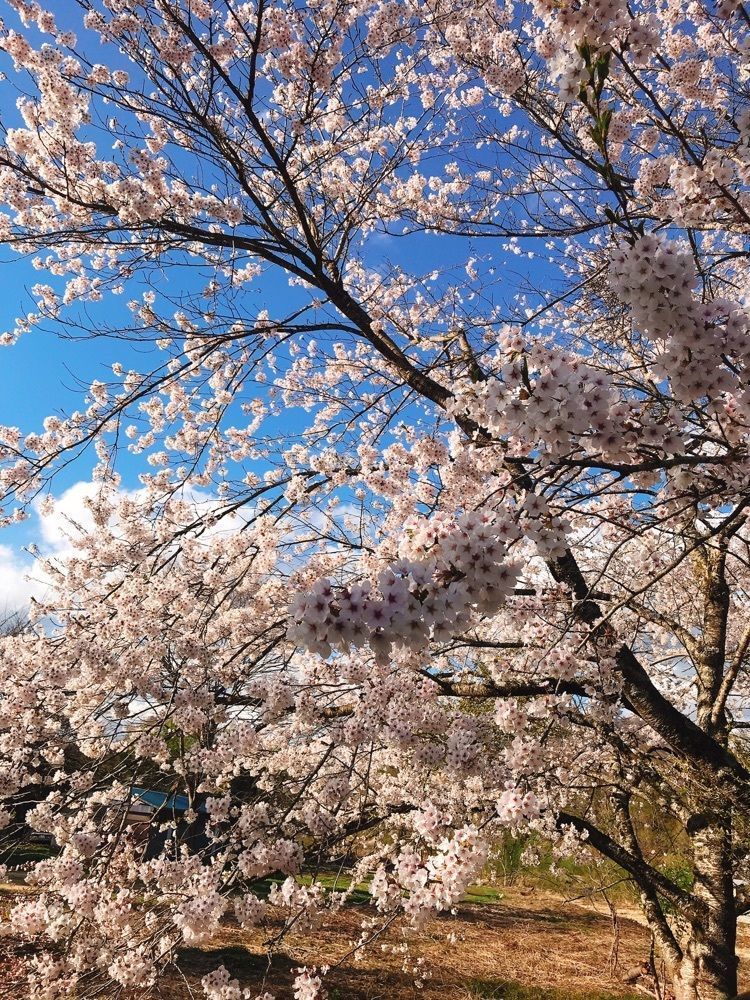 猫なぎ。さんが投稿した赤倉温泉に関する口コミの画像