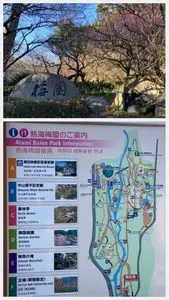 熱海梅園の梅