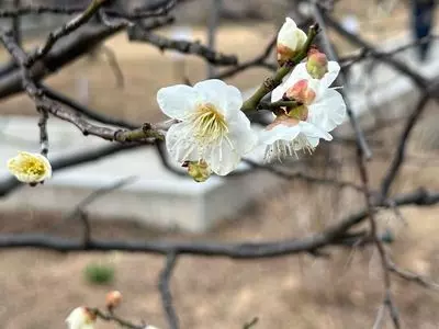 大谷田公園のウメ