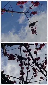 熱海梅園の梅