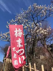 不老園の梅