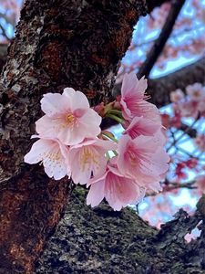 あたみ桜 1枚目