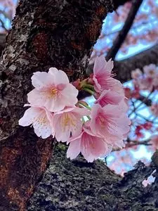 あたみ桜