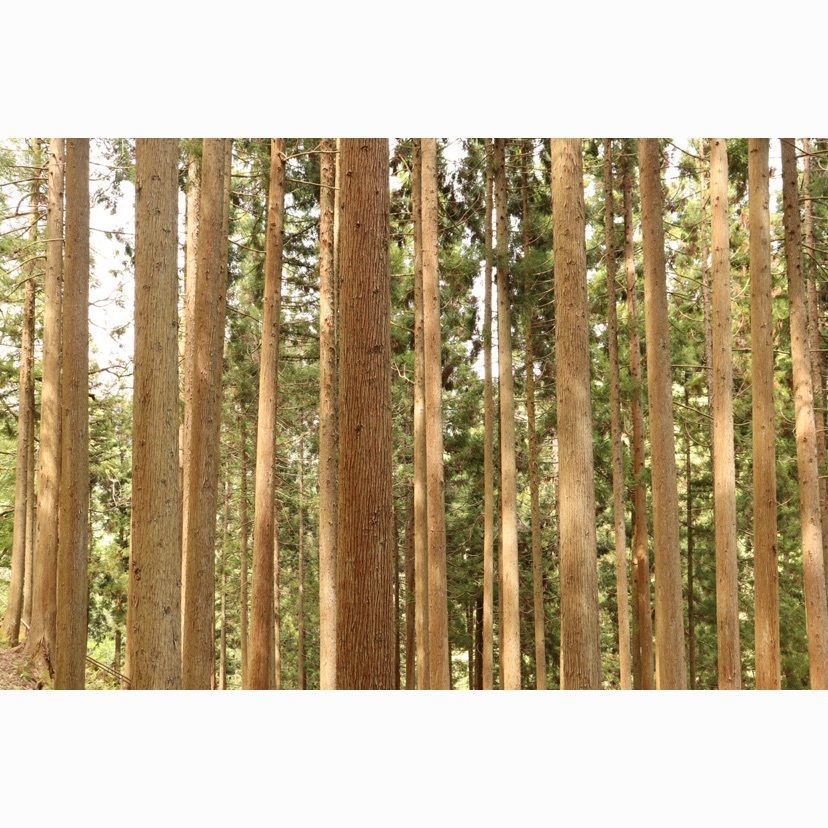 よたさんが投稿した質志鐘乳洞公園に関する口コミの画像