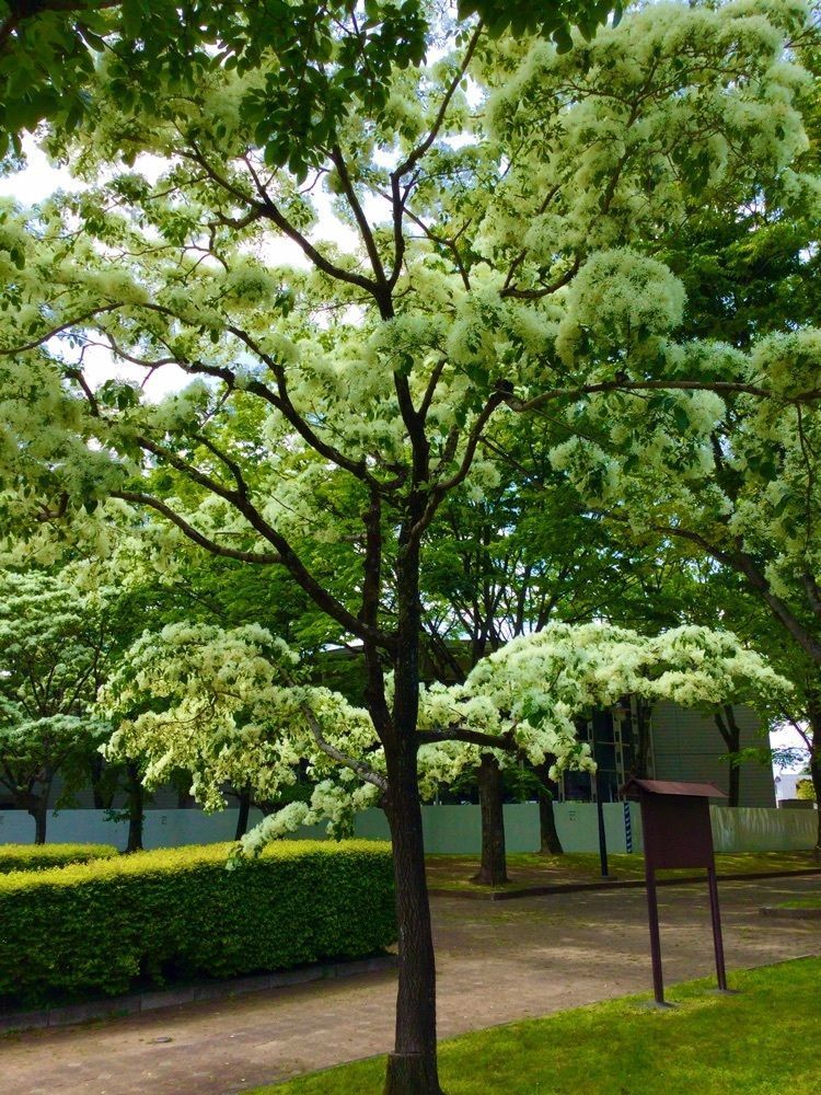 vast_cafeteria_2621さんが投稿した城北公園に関する口コミの画像
