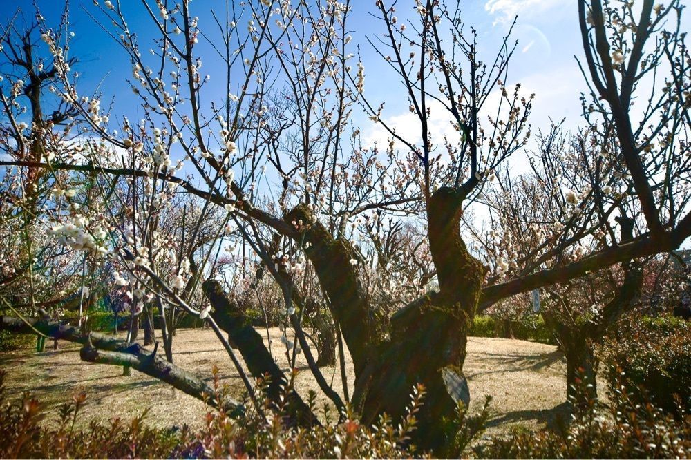 junkunさんが投稿した梅ヶ丘駅に関する口コミの画像