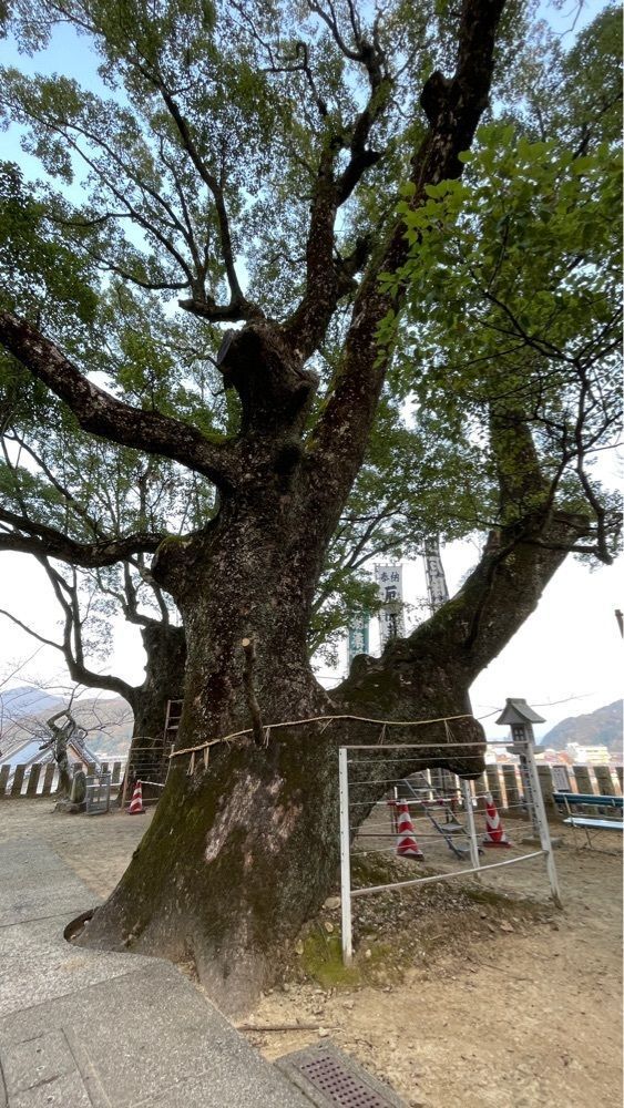 みぃさんが投稿した薬王寺に関する口コミの画像