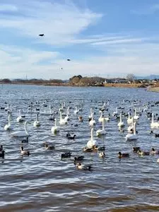 多々良沼公園