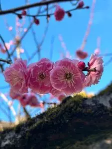 なんば一番 たこすけ