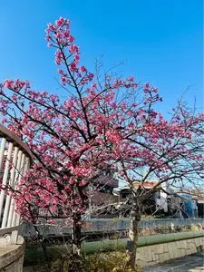 船橋大神宮