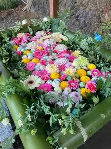 村山浅間神社の大スギ