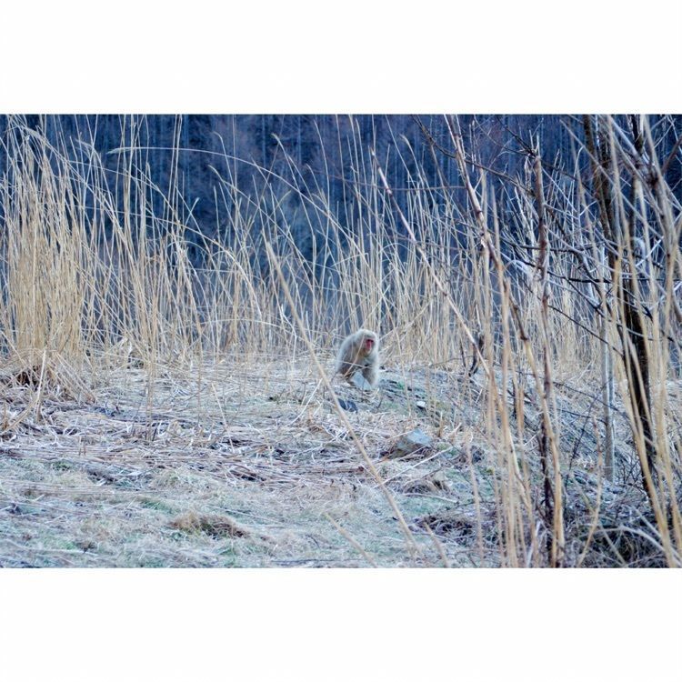 neco-meさんが投稿した上高地梓川の清流に関する口コミの画像