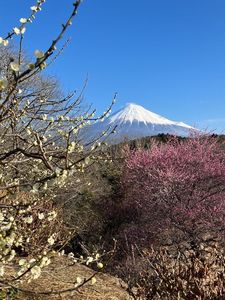 岩本山公園 8枚目