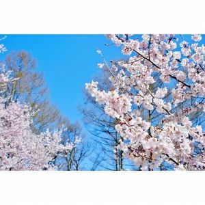 高遠城址公園のタカトオコヒガンザクラ