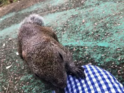 まちだリス園
