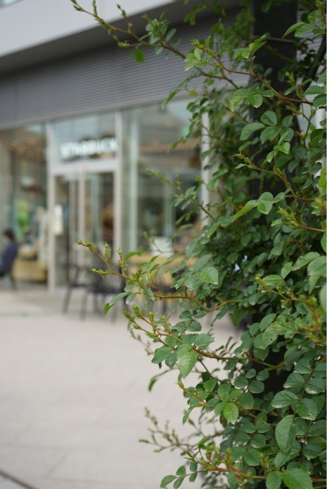 merryさんが投稿したスターバックスコーヒー 横浜市役所 ラクシス フロント店（STARBUCKS COFFEE）に関する口コミの画像