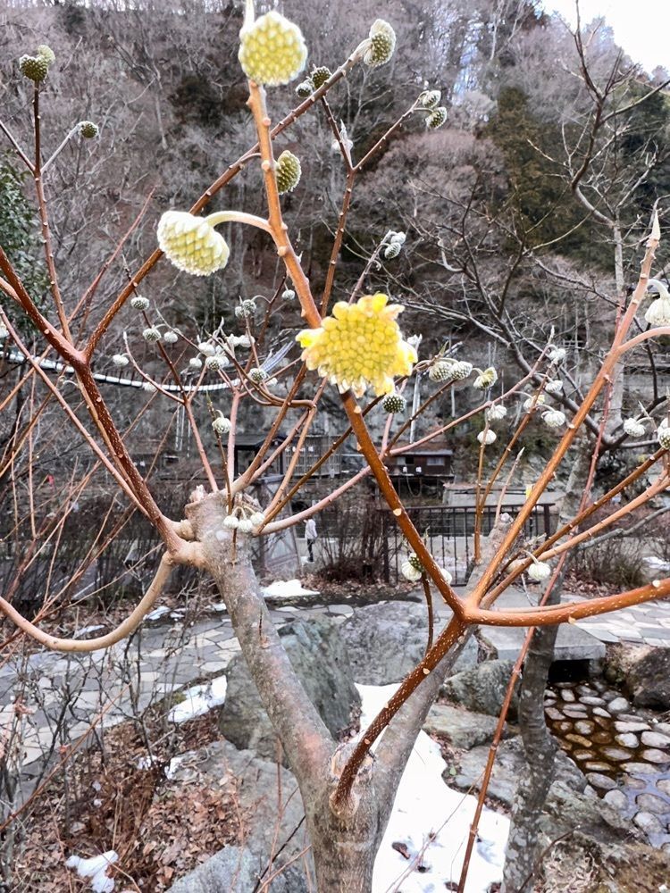 からっ風②さんが投稿したかわじいの湯に関する口コミの画像