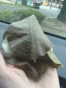 長命寺桜もち