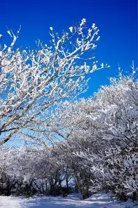御在所岳樹氷