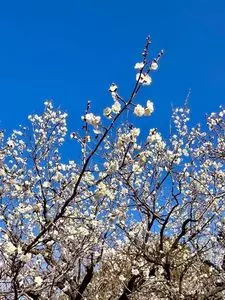 桐生市南公園