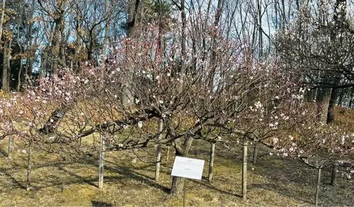 府中市郷土の森博物館の梅園