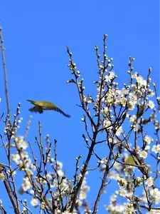 富山県中央植物園