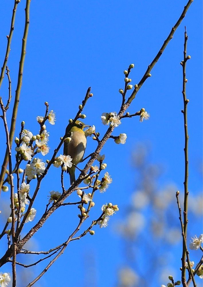 taka_wildflowerさんが投稿した富山県中央植物園に関する口コミの画像