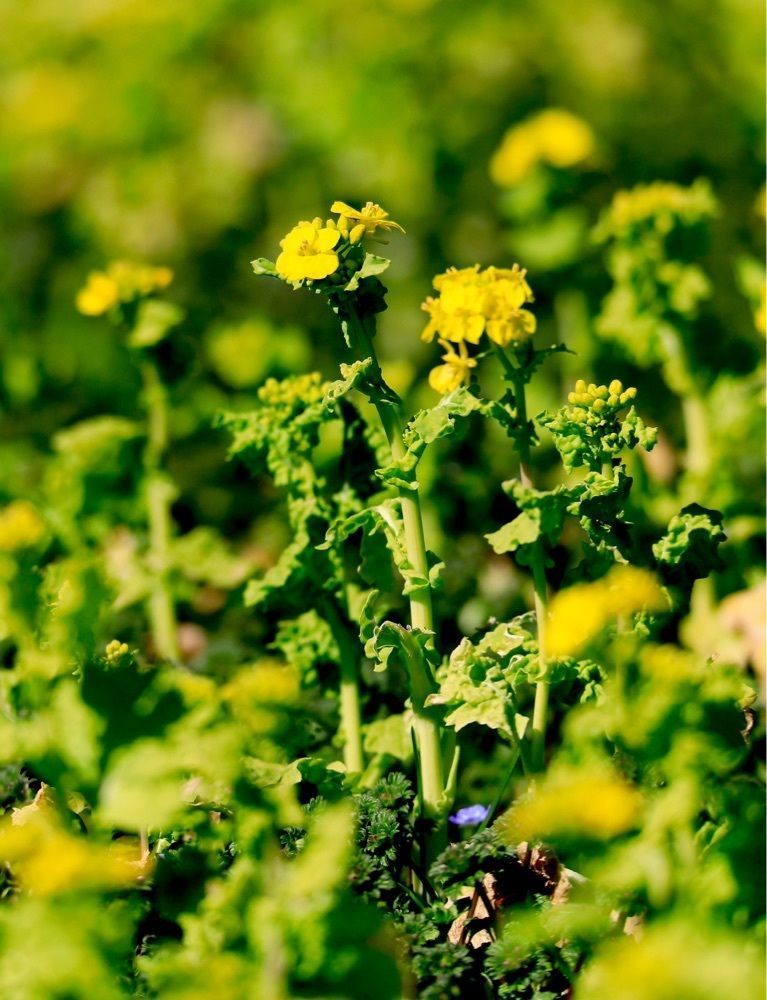 taka_wildflowerさんが投稿した富山県中央植物園に関する口コミの画像