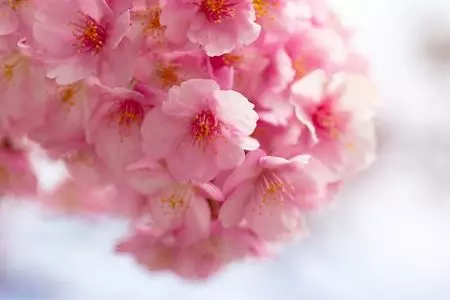 桜神宮