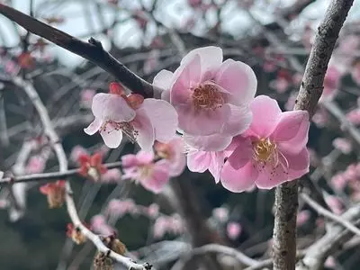 洞慶院の梅園
