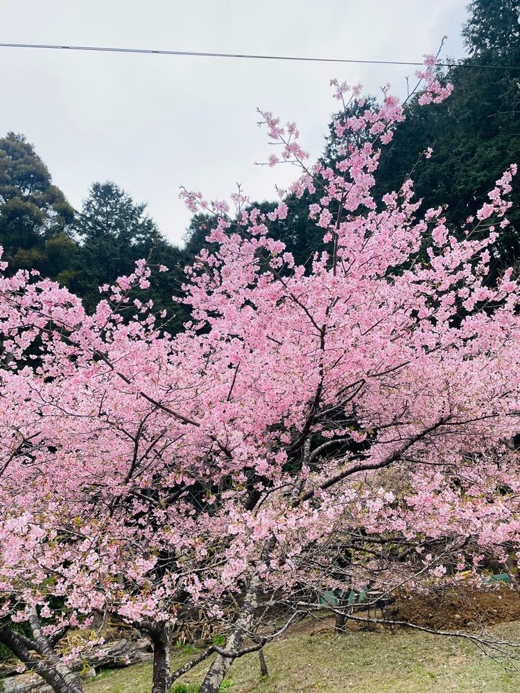 hirokororinさんが投稿した洞慶院の梅園に関する口コミの画像